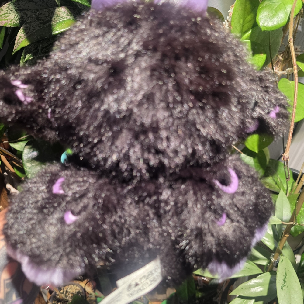 Nommi Fantasy "Eclipse" Plush Pendant - Picture 4 of 7